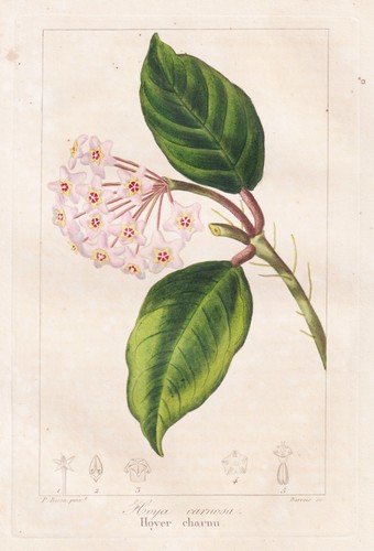 Hoya carnosa fiori botanica