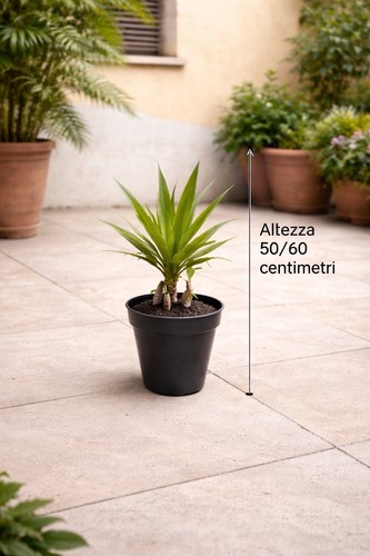 Yucca piccola pianta con - yucca,