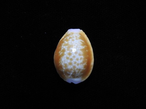 Sea shell cypraea - shell, f