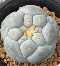 6.9cm Sale Rare Cacti L fricii