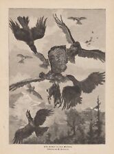 Poiana Con Coniglio IN Lotta