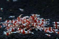 lotto 5 X CARIDINA LOGEMANNI CRYSTAL RED MIX    +OMAGGIO MANGIME