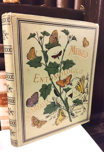 Museo entomologico farfalle - entomologico, le