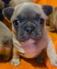 5 cuccioli di buldog francese