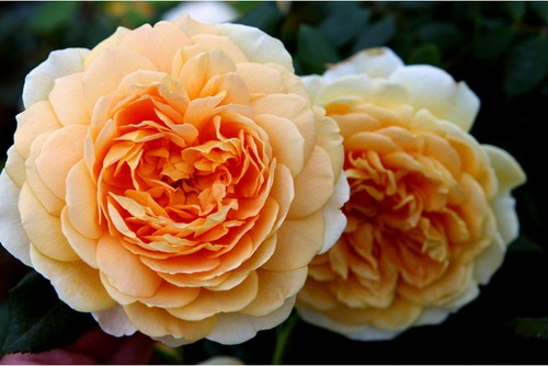 Rosa golden celebration - golden,