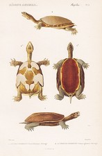 Emys Hermanni Tartarughe