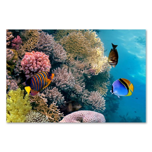Postereck 0772 poster - postereck,