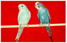 Una Coppia Di Keets Cartolina