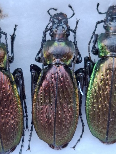 Carabus - 1,