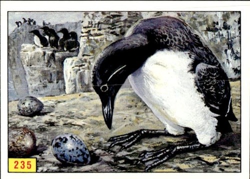 Figurina uccelli panini - figurina,