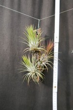 Tillandsia ionantha, 3 piante