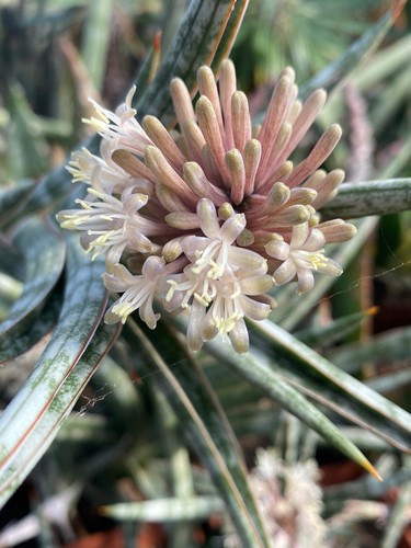 Sansevieria gracilis - sansevieria,