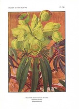 Stampa antica fiori liberty - fiori,