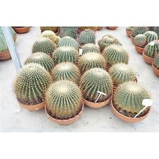 Pianta Grassa Cactus