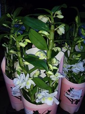 Orchidea Dendrobium Nobile Star Class Apollon 2 Rami