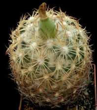 Coryphantha radians SEEDS -