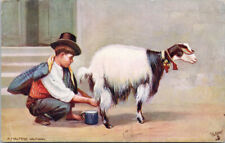 Maltese Milkman Boy Milking