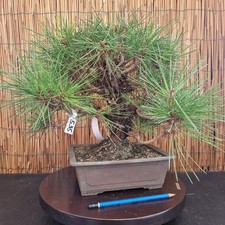 Bonsai di Pino Corticosa h