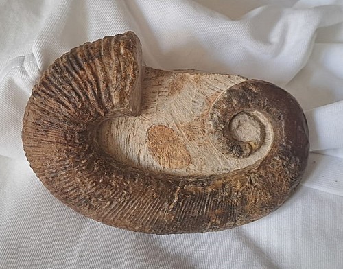 Ammonite eteromorfa