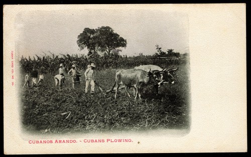 Vecchia cartolina udb cubanos - vecchia,