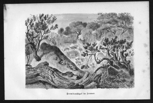 1890 mound di termiti - mound,