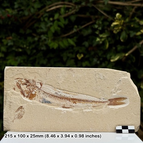 Rare prionolepis fossil - prionolepis, fish