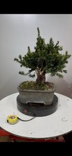 Tasso Bonsai Shoin In Vaso