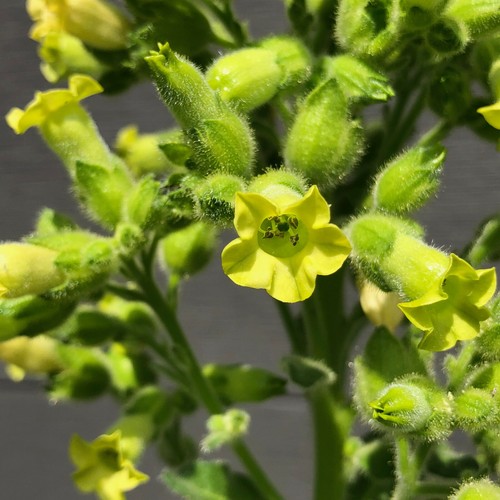 Timmer spaison nicotiana - timmer,