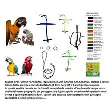 LACCIO e PETTORINA PAPPAGALLI