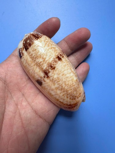 Oliva sericea per - mm,