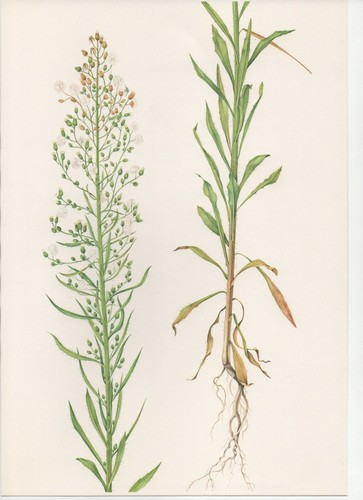 Stampa botanica vintage anni - stampa,