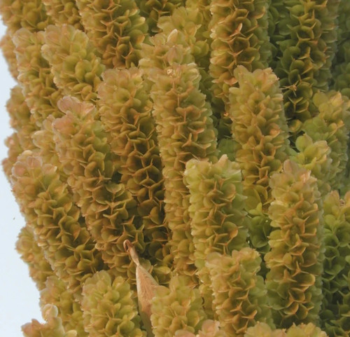 Dasylirion cedrosanum 60cm - dasylirion,