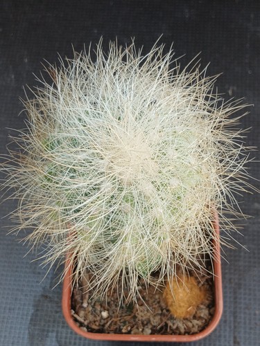 Copiapoa denegrii cactus - denegrii,