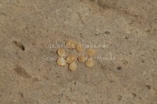 COCONA - SOLANUM
