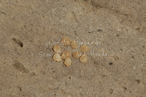 Cocona solanum - cocona,