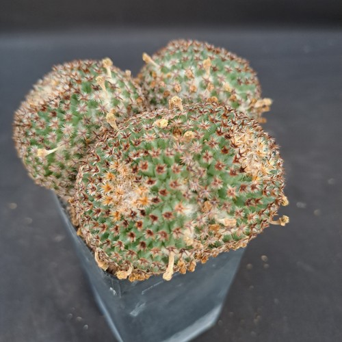 Mammillaria crucigera - , (mexico)