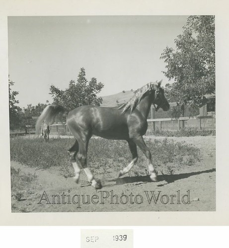 Bella galoppo cavallo - bella,