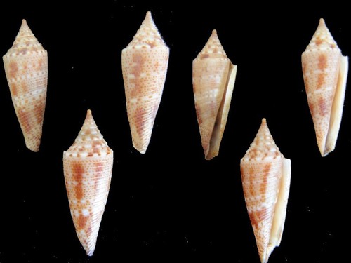 Coquillage conus - de,