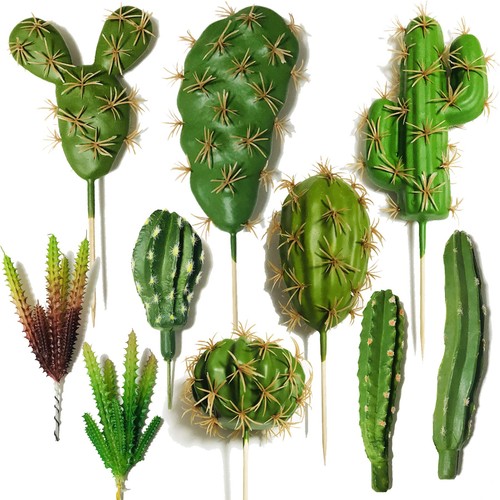 Cayway succulente piante - cayway, pz