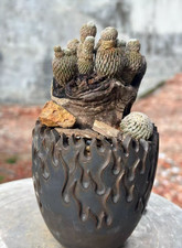 Teste multiple rare succulente