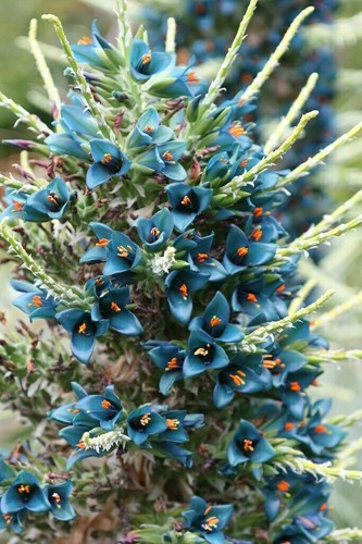 Puya alpestris sapphire - -,