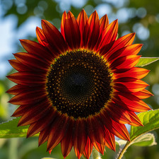 Girasole Rouge Royale – 30 semi – Rosso intenso, ornamentale, ideale per bouquet