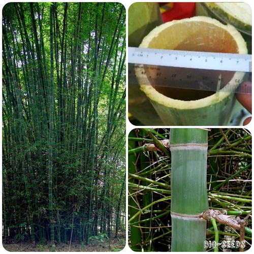 Semi bambu per giardino - semi,