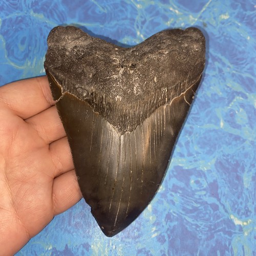 Megalodonte dente squalo - megalodonte,