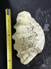 Conchiglia tridacna maxima - conchiglia,