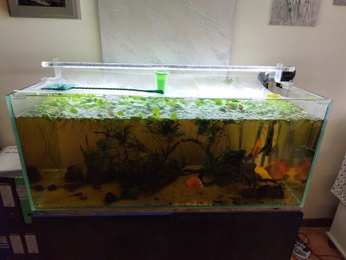 Acquario 300 litri completo - acquario,