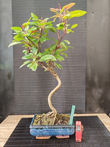 Bonsai melo fiore - bonsai,