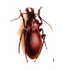 Carabidae CARABINAE Carabus