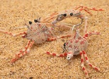 Fly Granchio Flexo - Perfetto