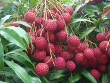 Pianta di Litchi chinensis Mauritius FOTO REALI, FRUTTI TROPICALI
